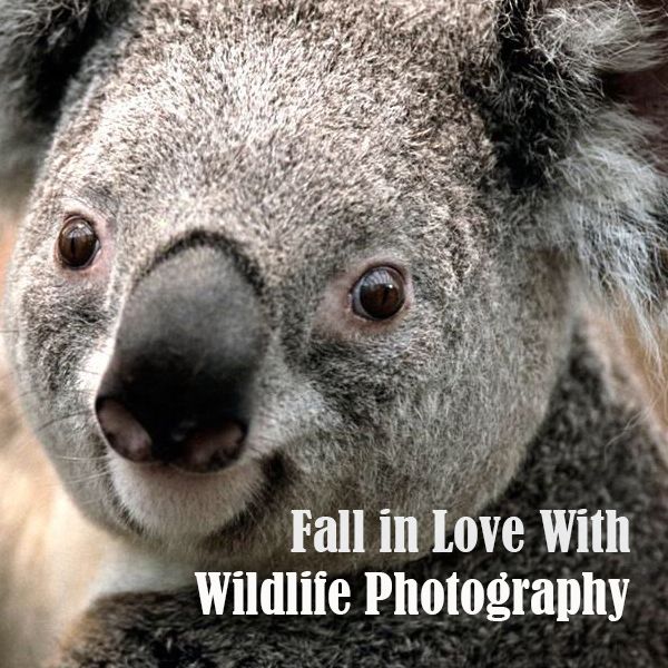 Falling In Love With Wildlife Photography